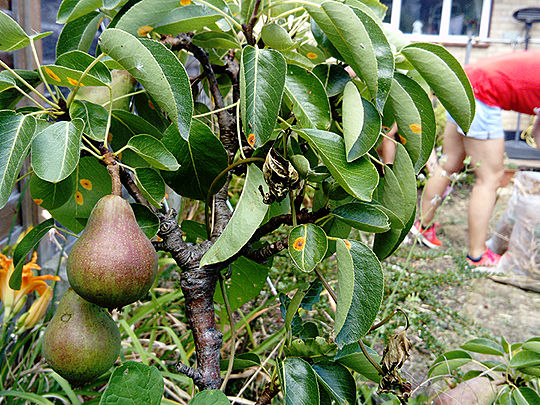 Flowering and fruiting in a back garden in Tooting