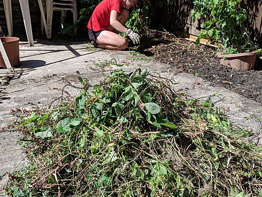 The Trim-endous duo have the need to weed!!