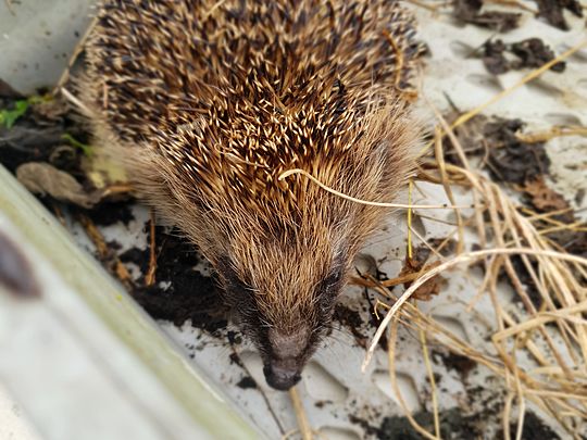 Heavy nettle, 4 Jack Russells and the rescuing of Mrs. Tiggywinkle!