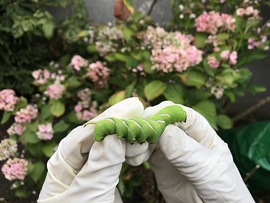 The moth-er of all caterpillar finds! 