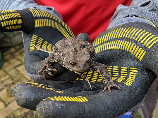 I toad you that I wasn't very good with puns.