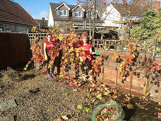 Clearing up the Sun trap and cleaning up the grapes