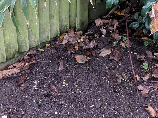 Robin the garden of leaves! 