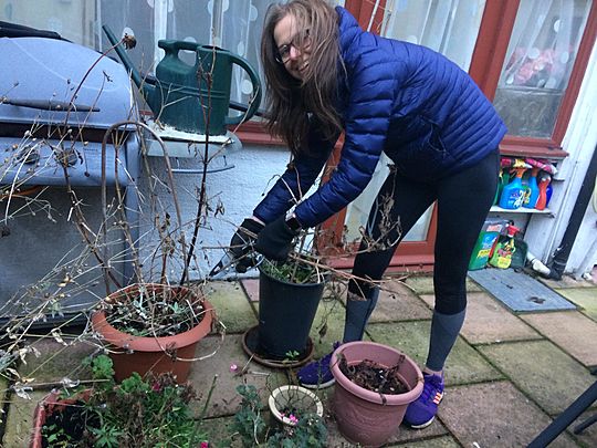 We’ll figgy pudding out what to chop and what to leaf