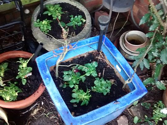 Planting Pansies and Trimming Trees