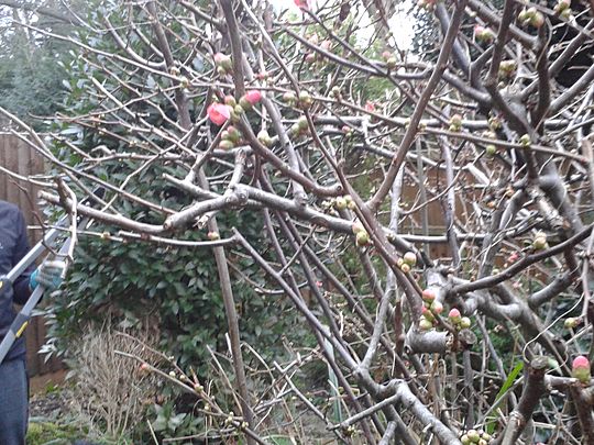 "The holly [bush] wears the crown" no longer as early blossoms bloom!