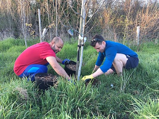 What a Tree-mendous task! 