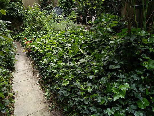 Taming the Ivy in Westminster