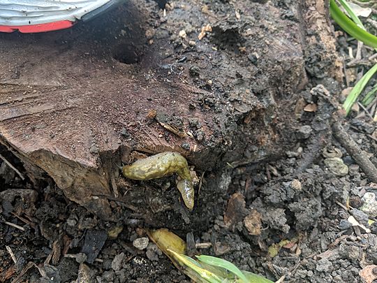 Removing Resident Stump