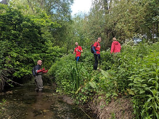 Can't see the balsam for the nettles