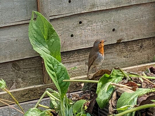 Garden free from weeds? Put a bird on it!