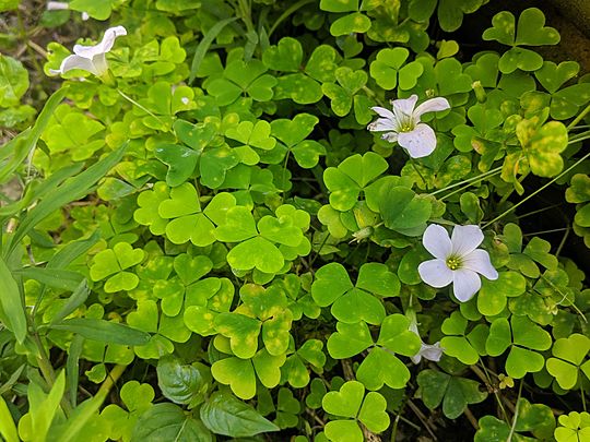 Clover-filled