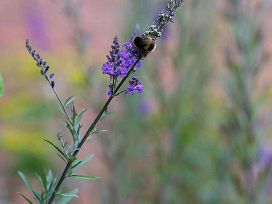 BEE-HAVE WHEN YOU'RE IN SNARESBROOK