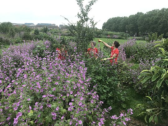 Here we Weed around the Mulberry Bush!