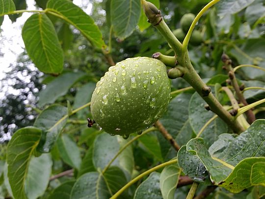 A tree-mendous open day