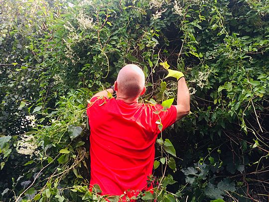 Round and round the mulberry bush