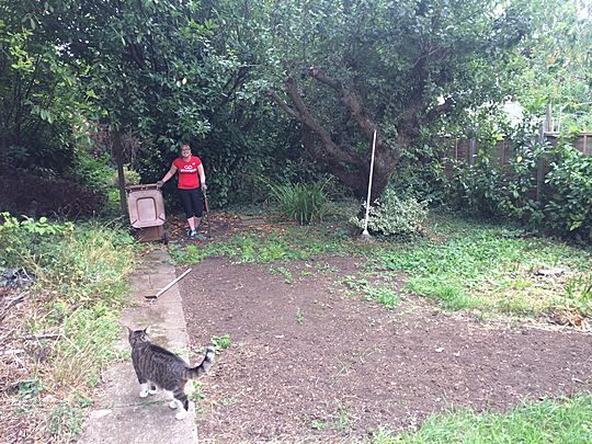 Bramble, weeds and cats