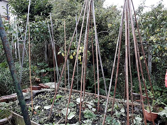 Runner beans and has-beans