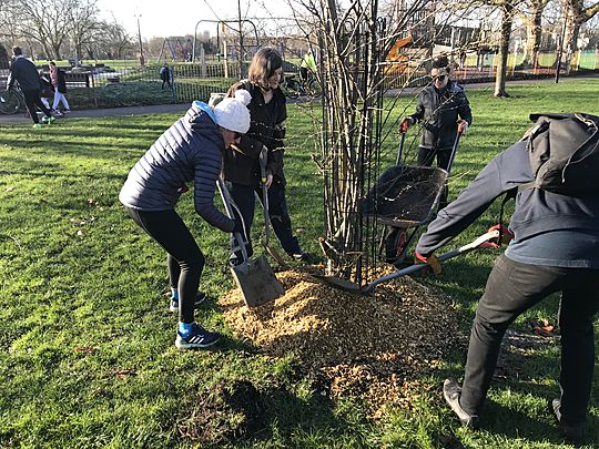 Planting on the Downes 