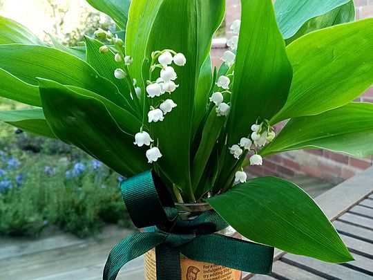 Lily of the Valley 