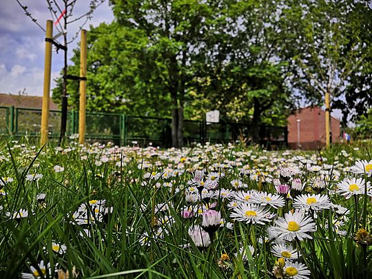 What A Day For A Daisy .. 