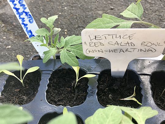 Lettuce see if these are beef tomatoes? 