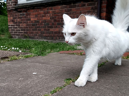 White cats and coconuts go out in the midday sun