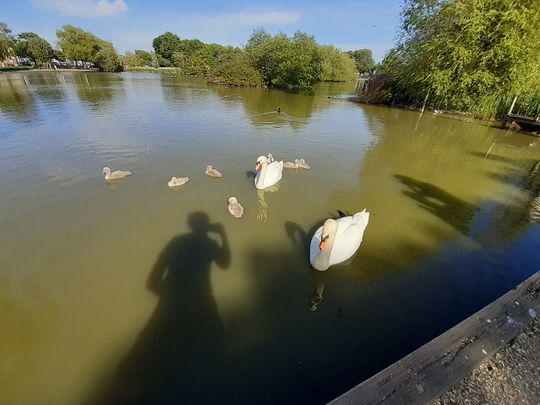 Clearing a CYGNET-ificant Amount of Litter