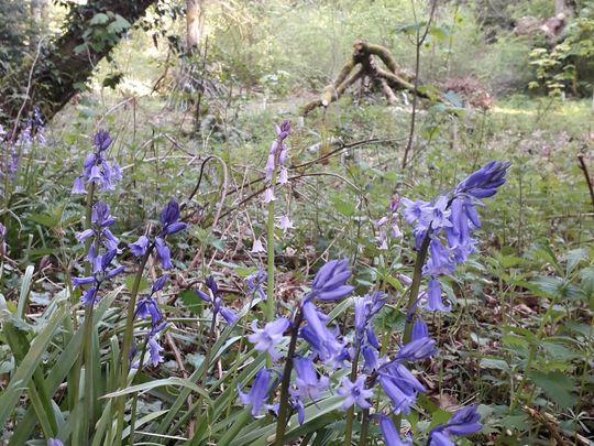 Bluebell freedom fighting