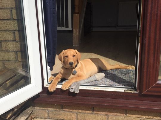 How many dog biscuits?!