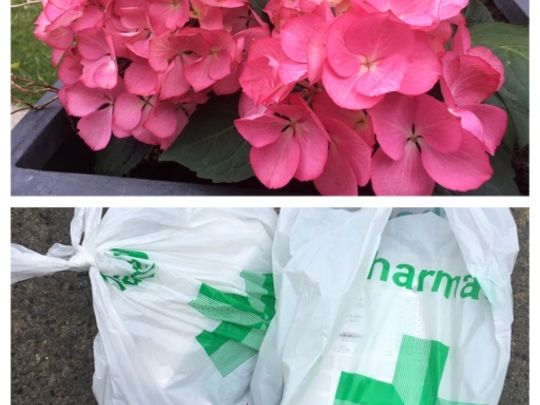 Talking of Hydrangeas, Heatwaves and staying Healthy