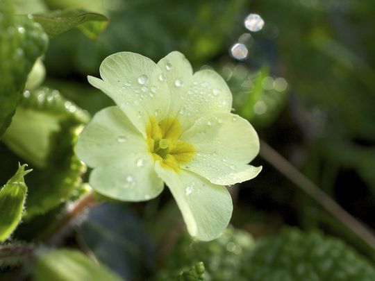 Morning Primrose