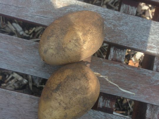 Baked Potatoes.