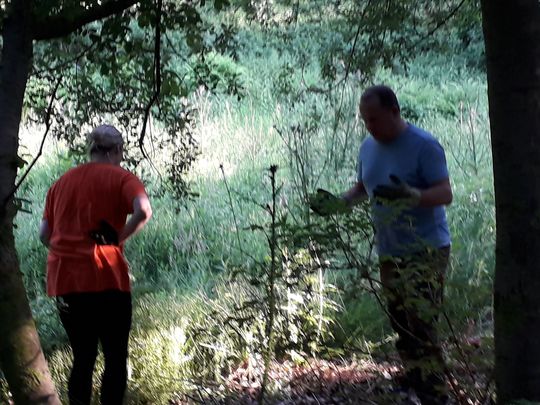 Making a BEEline to the bracken