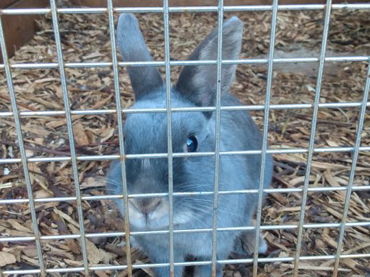 Rabbit Hugs at Freightliner's Farm