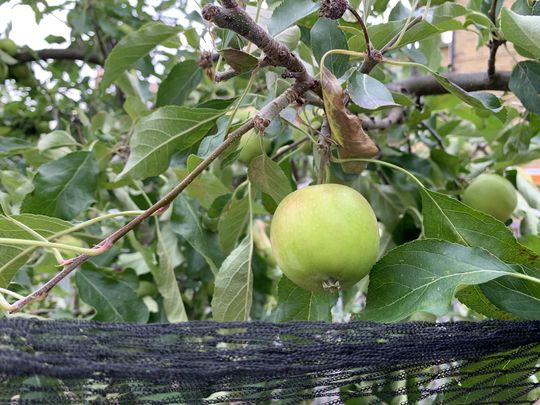 Haiku in the veg patch 