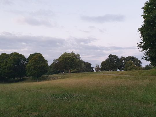 Bramble clearing 