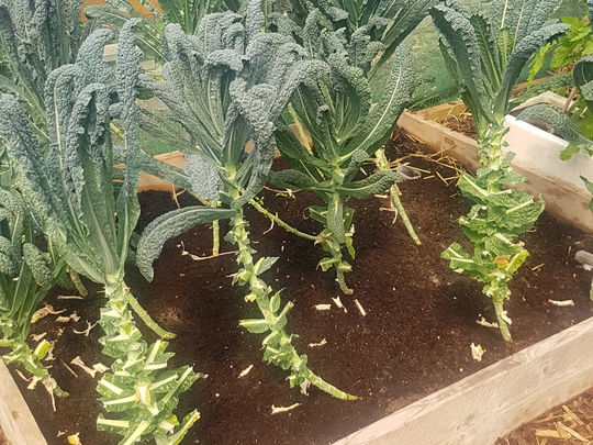 Spot of sunshine gardening? Kale yeah!