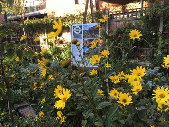 Five go gardening in Springbank 