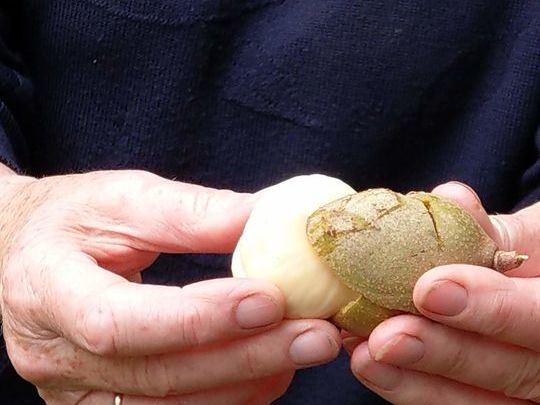 Foraging on Newington Common