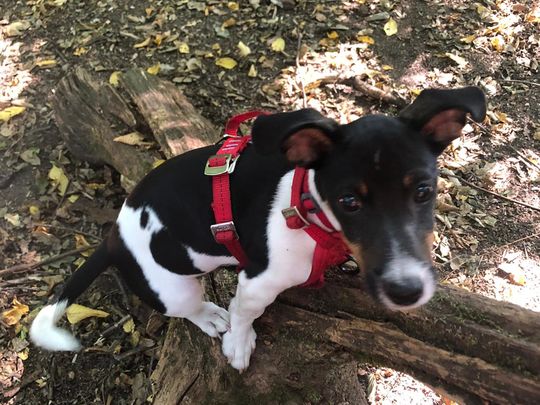 Highgate Wood Tails 🐿️ 🐕‍🦺  🦌