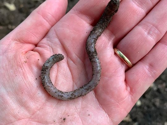 The worm that turned up