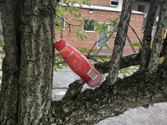 Litter Grows on Trees? Rubbish! 