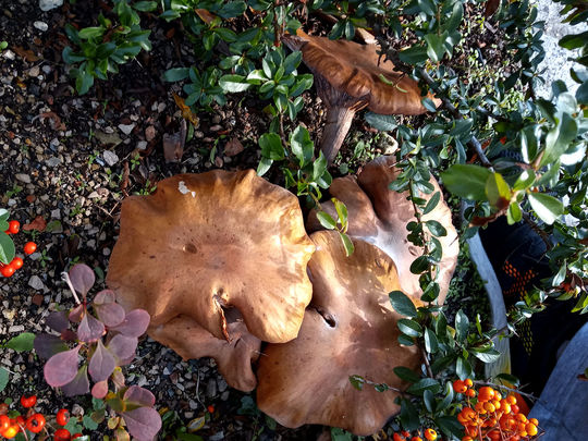 Why are mushrooms good to have at a party?  🍄 🥳