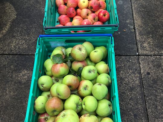 Apple Picking in Poppleton