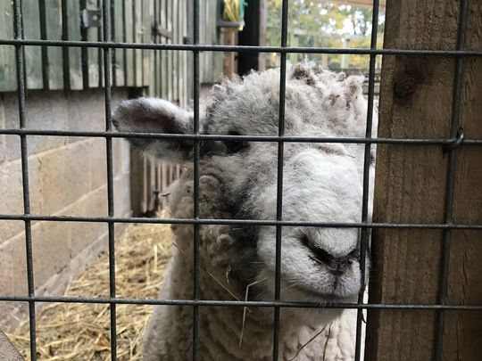 Wood ewe believe it 