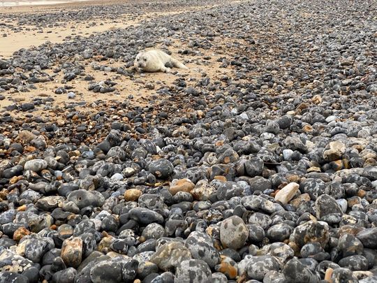 Cromer Clean Up Coastal Classic 