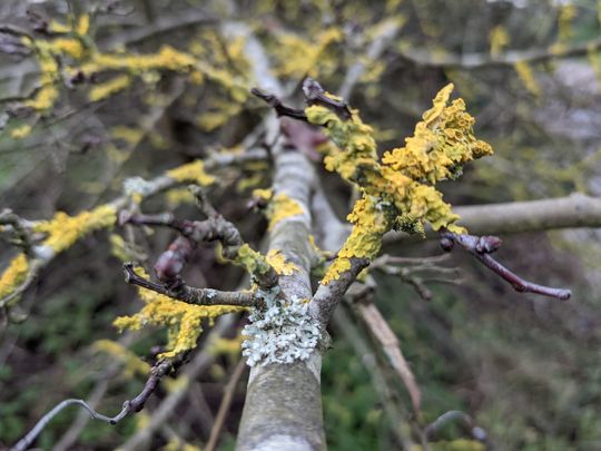 Giving nature a hand in the Natural History Museum garden