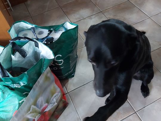 Teaching the dog about the GoodGym 