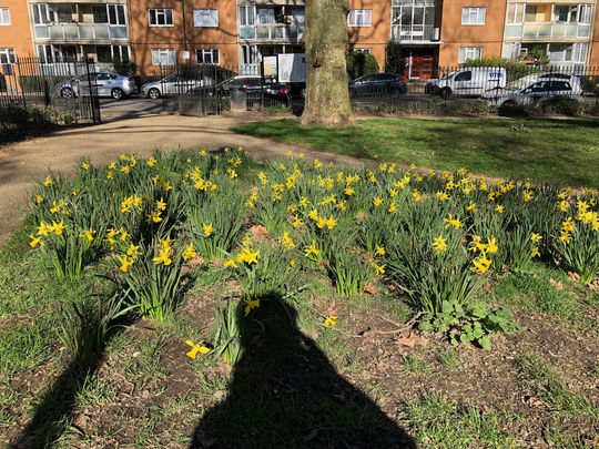 Spring like...with a chance of Lamb chops.